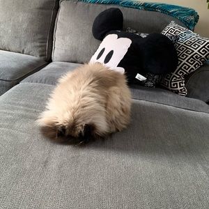 Meet your Posher, Lisa